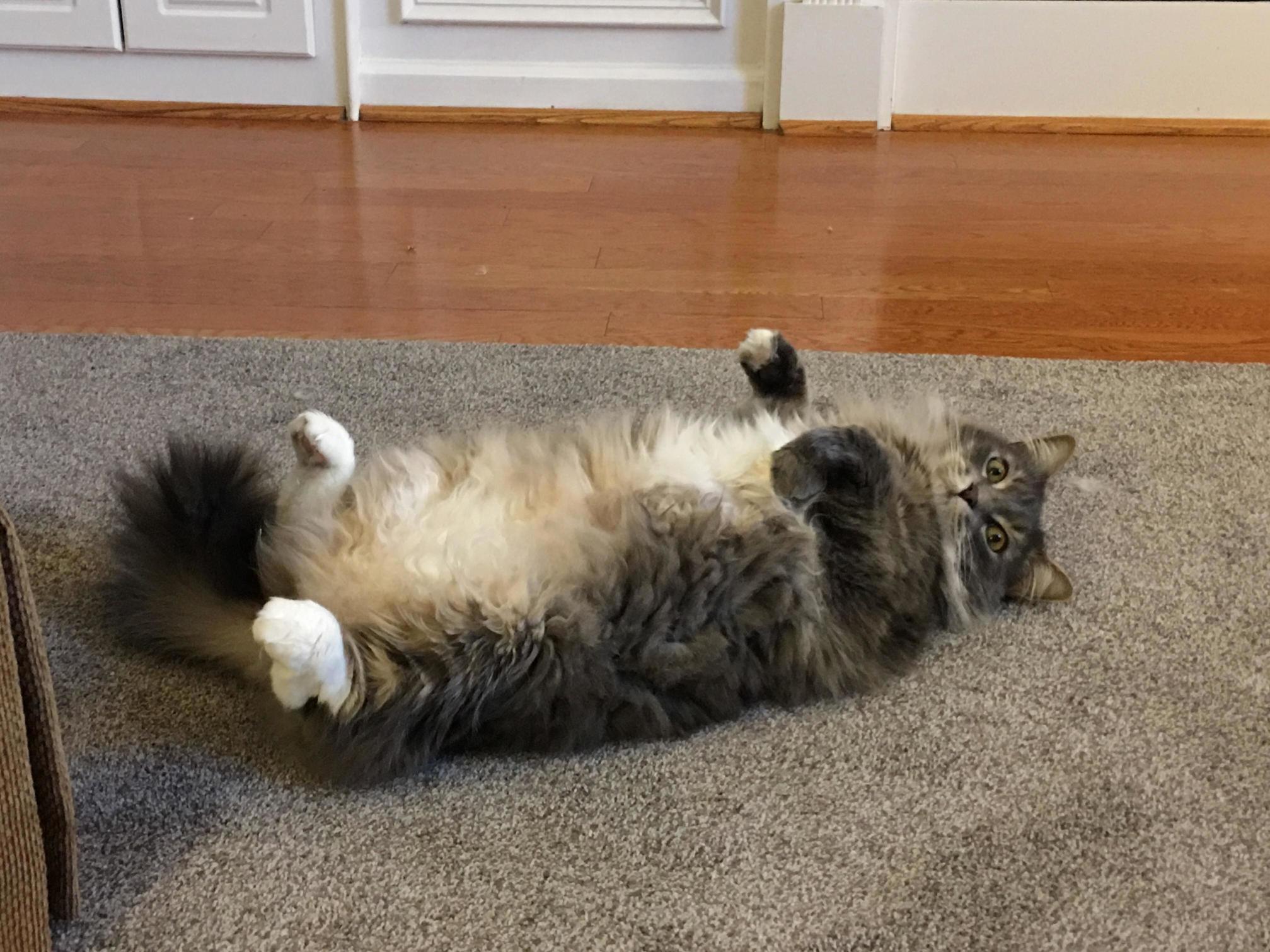 Whats It to Ya Didnt Think Most Cats Like to Lay on Their Backs but My Maine Coon Charlie Loves to