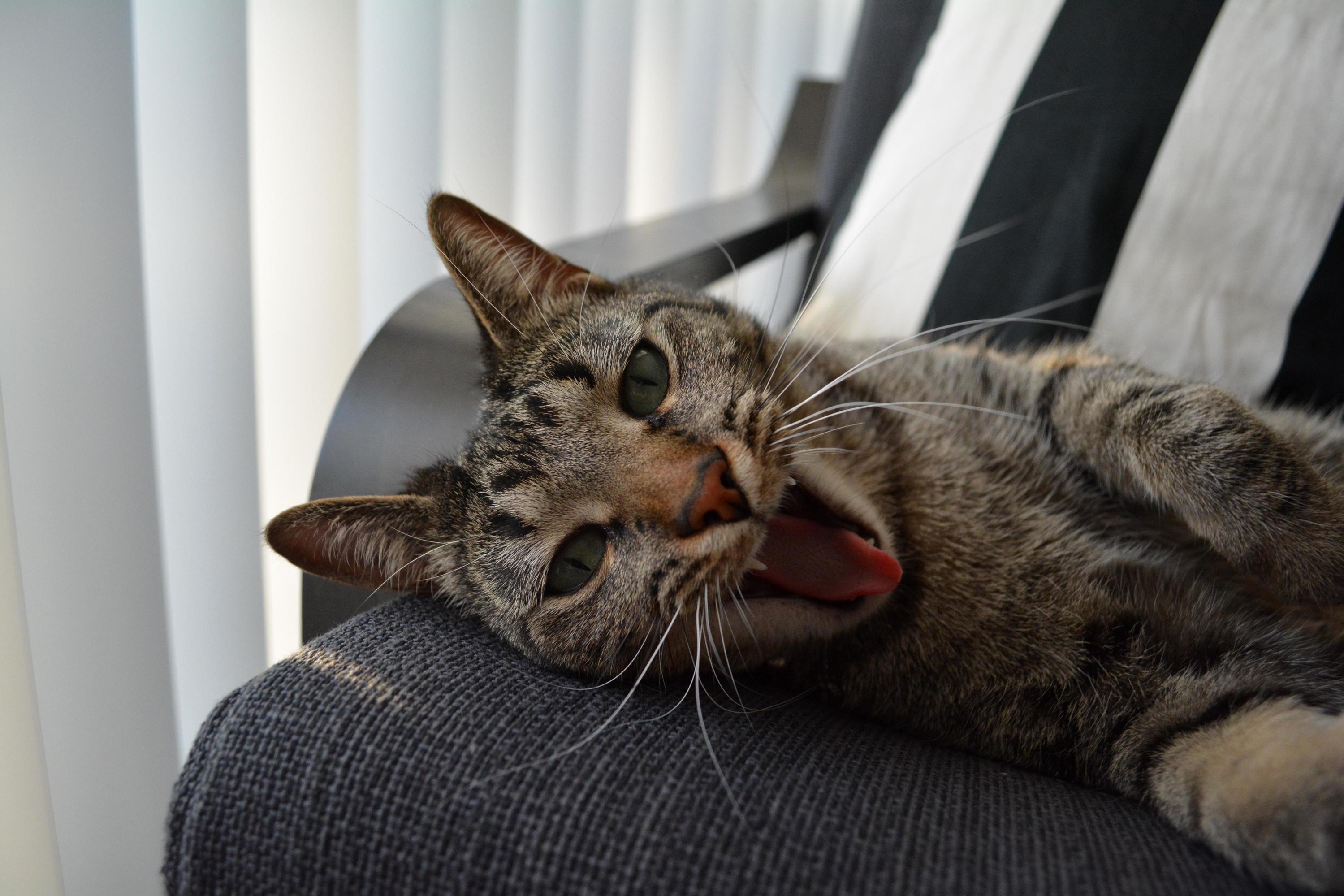 When You Catch Them in the Middle of a Yawn.