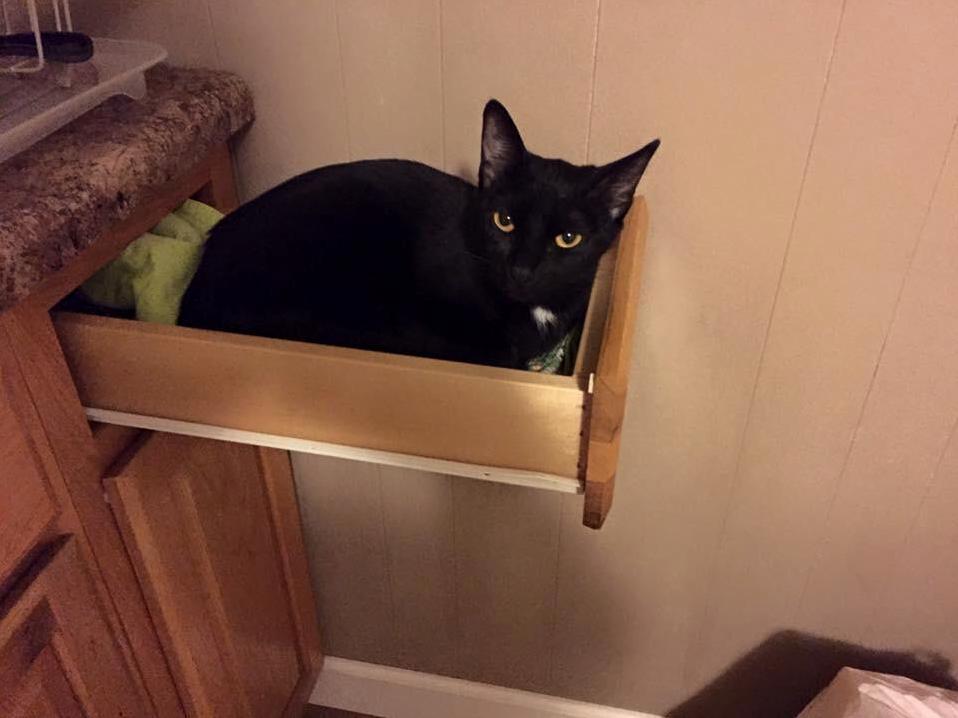 When You Leave the Drawer Open and It Becomes a Bed