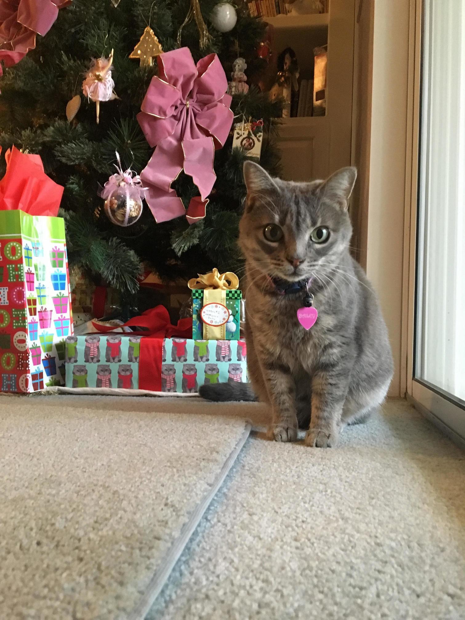 Xmas Mow Mow