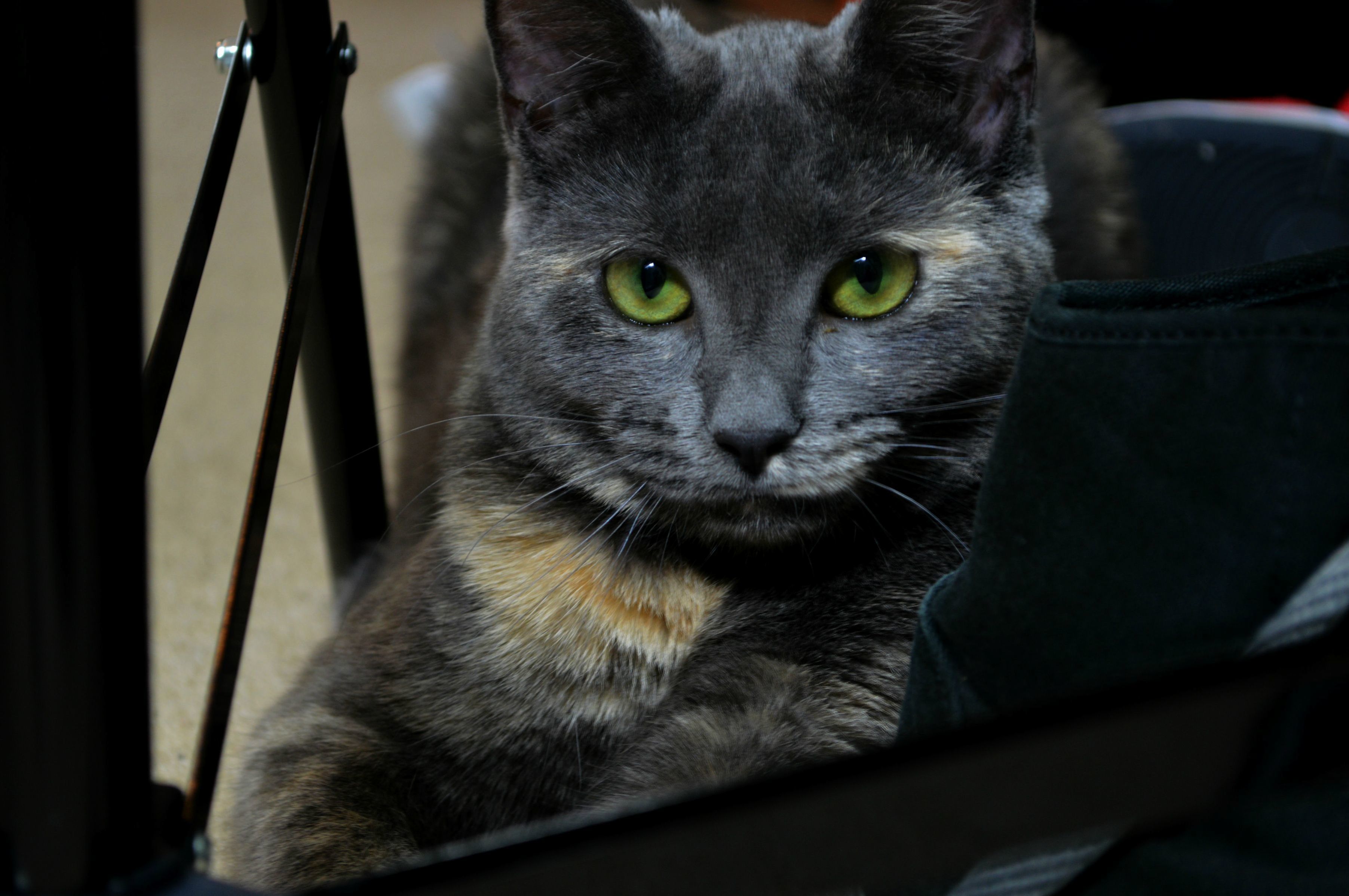 50mm Shot of My Kitty Venus