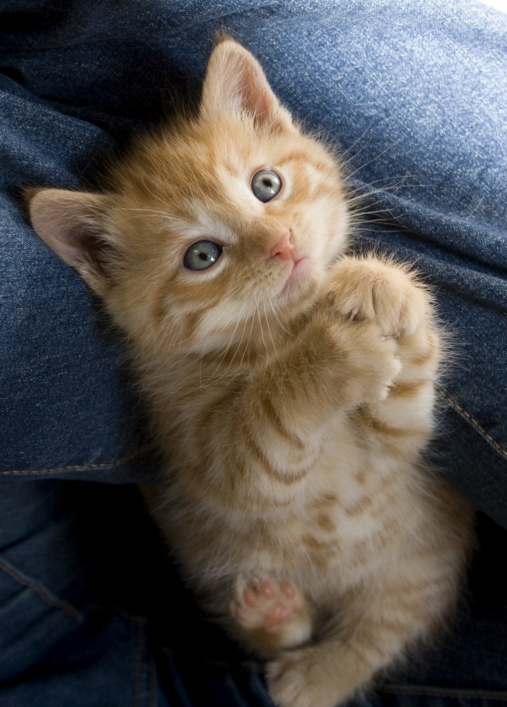 A Face You Can Not Say No to