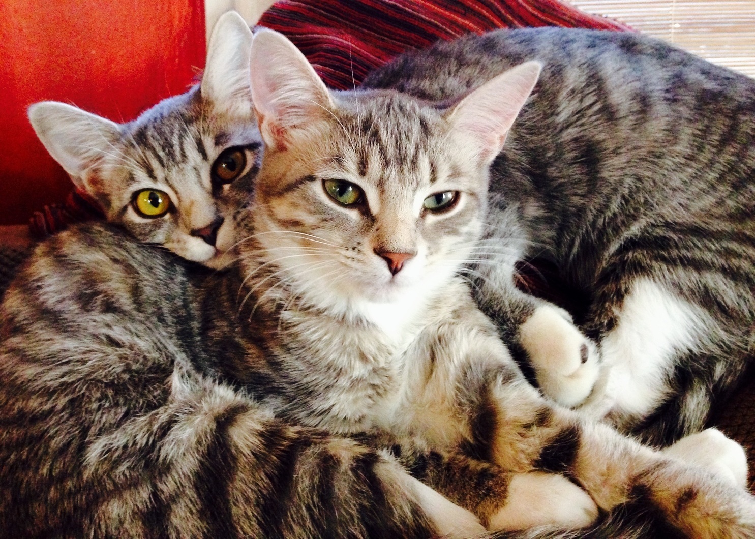 A Few Months Ago They Were Hissing Spitting Growling Feral Kittens. They Ve Come So Far Meet Bizzy C and Roxie