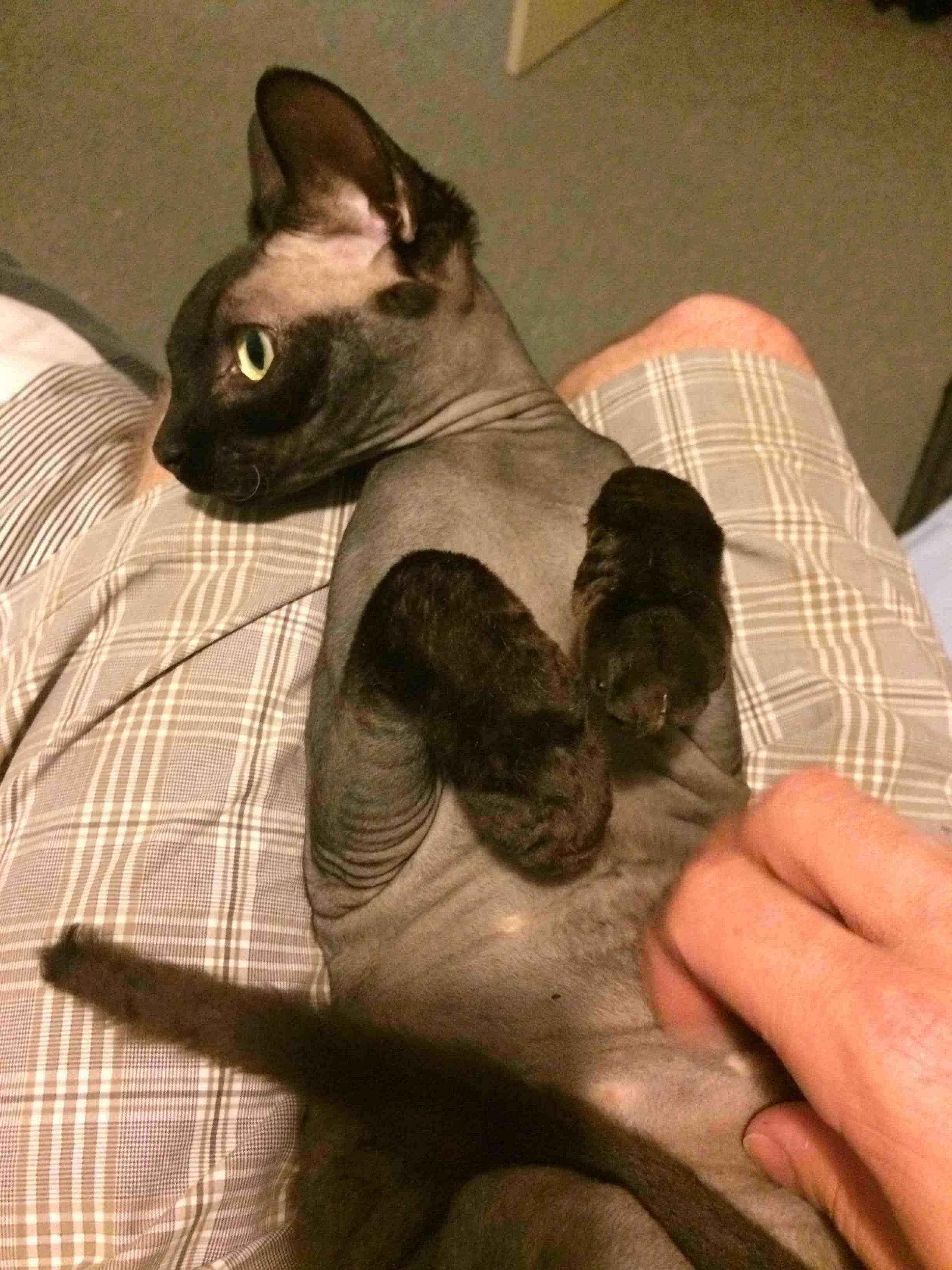 A Few People Dared Me to Scratch Toks Belly When I Posted the Last Pic. See She Does Nothing