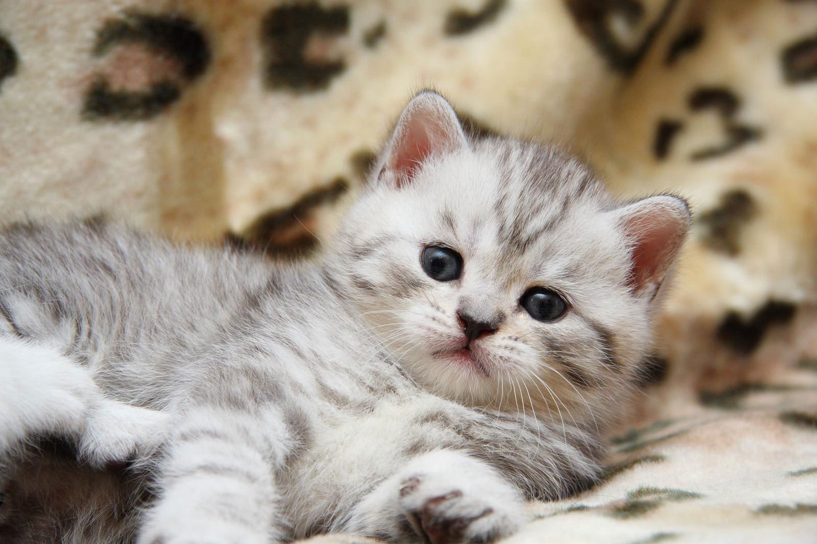 A Fluffy Click