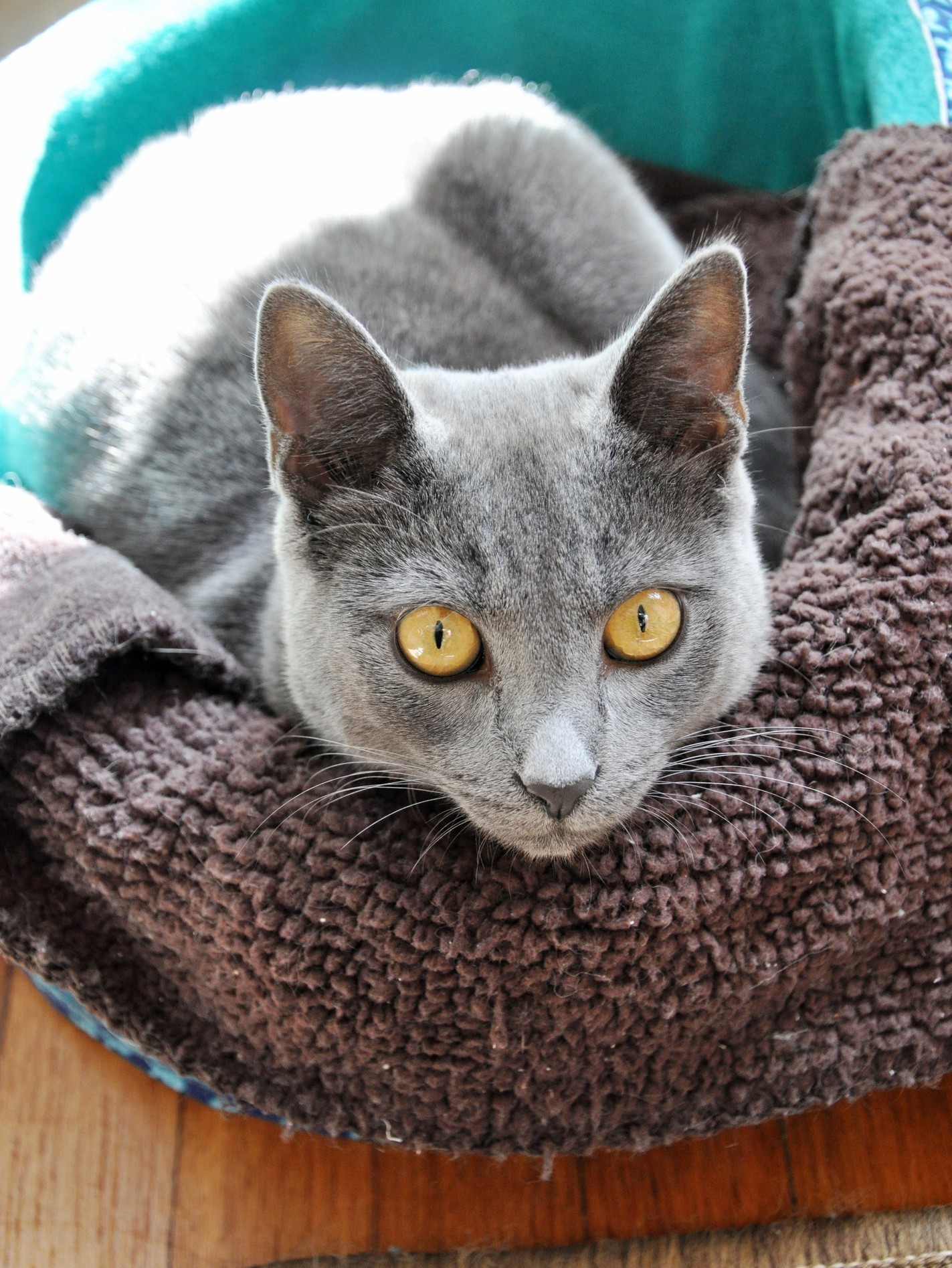 A Handsome Guy in His Tuna-can Bed.