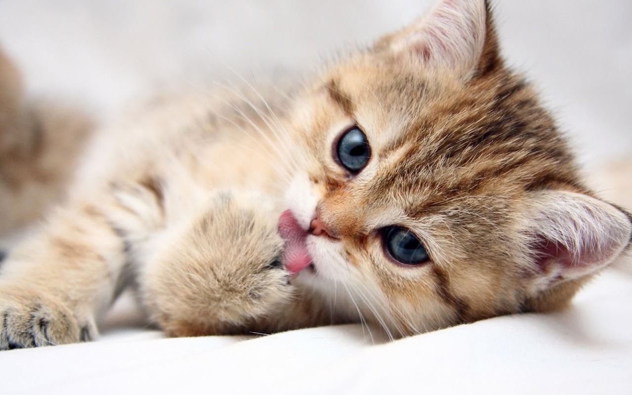 A Kitty Cleaning Its Paw P