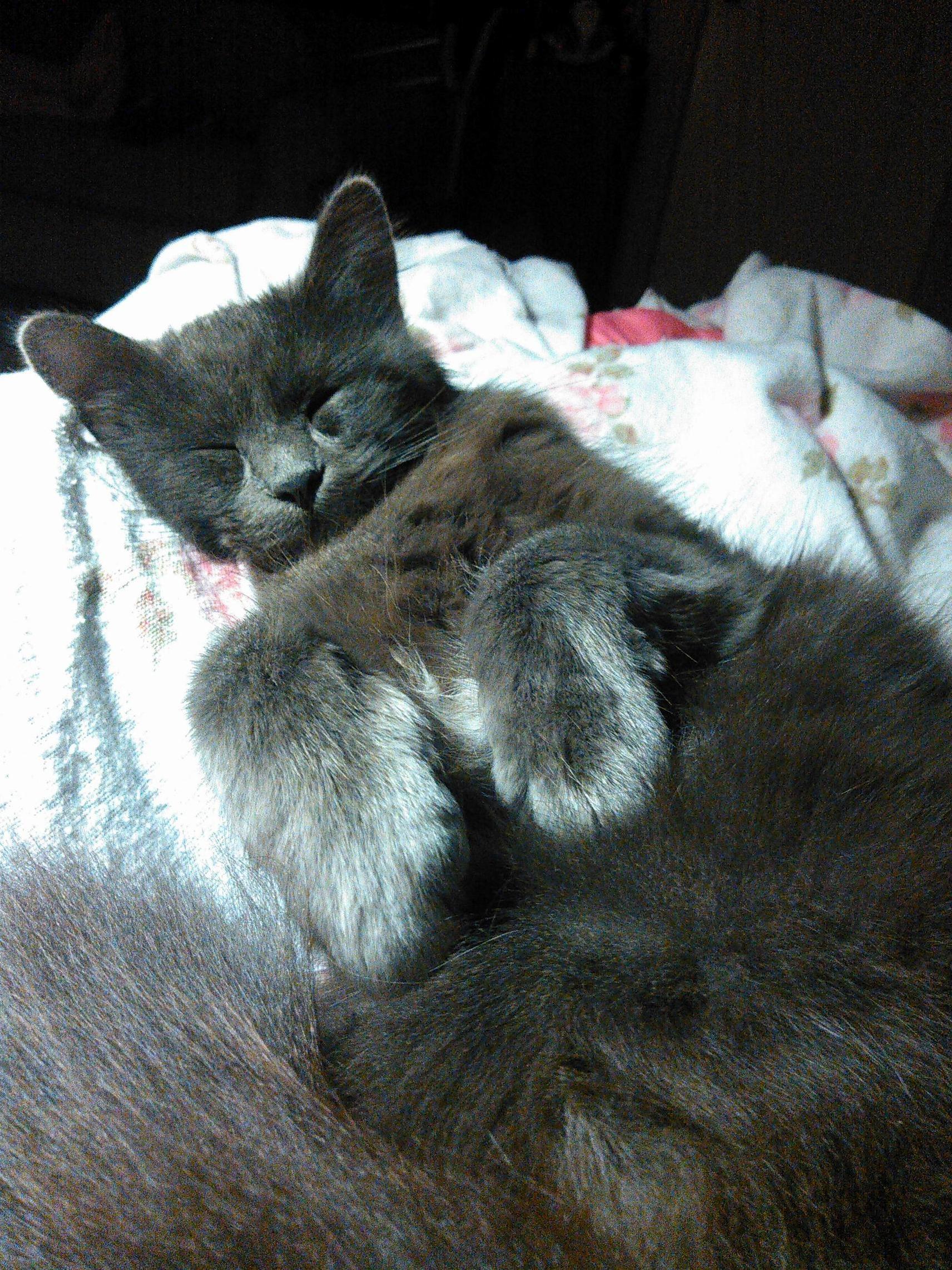 A Little Catnap