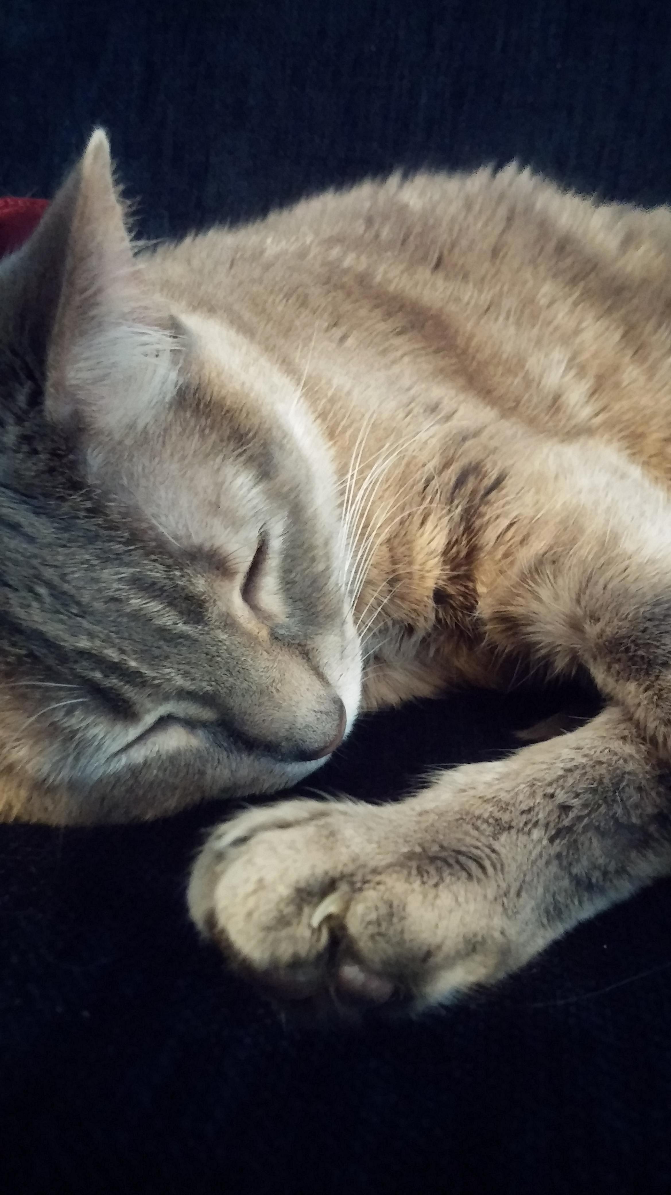 A Nap for a Splat.