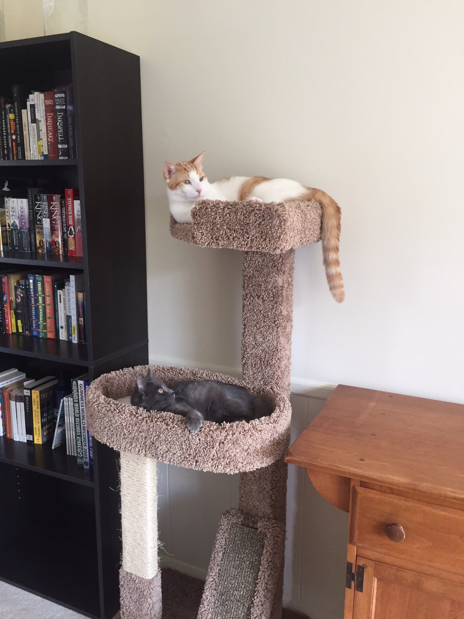 A New Cat Tower Brings Them Together.