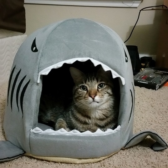 A Shark Ate My Cat