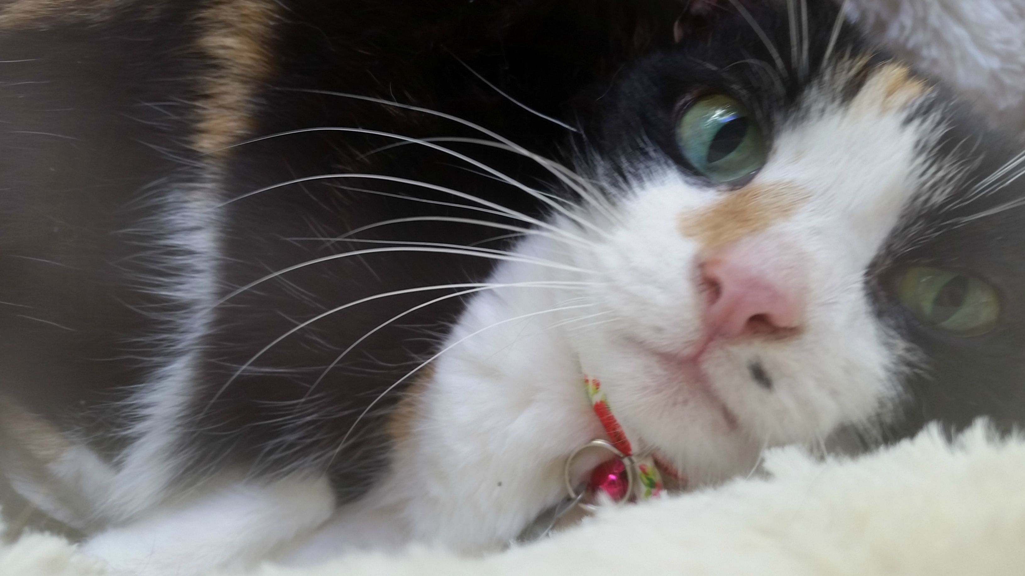 Are There Liquidy Cat Treats for a Cat with No Teeth