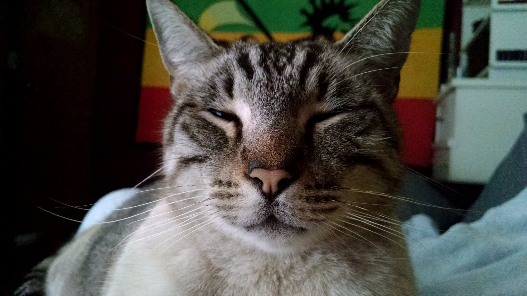Ashes the Sleepiest Kitty.