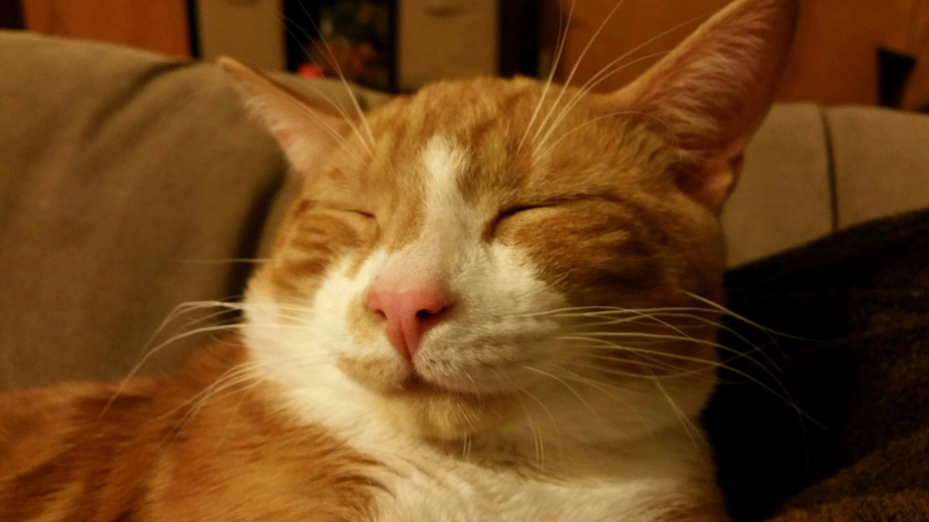 Asleep on My Chest... Im Stuck Here the Rest of the Day.