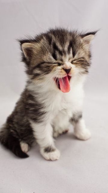 Attack of the Cute
