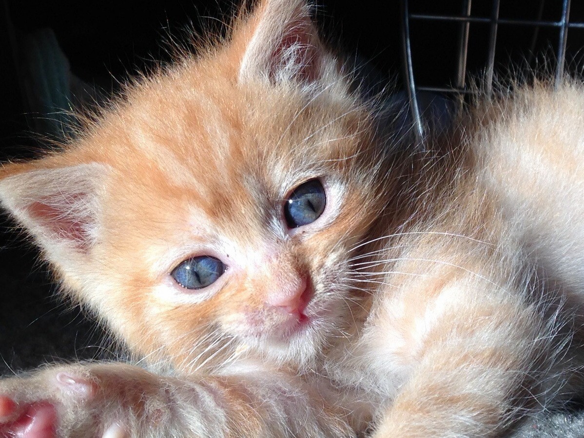 Baby Memow