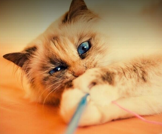 Babys Got Blue Eyes