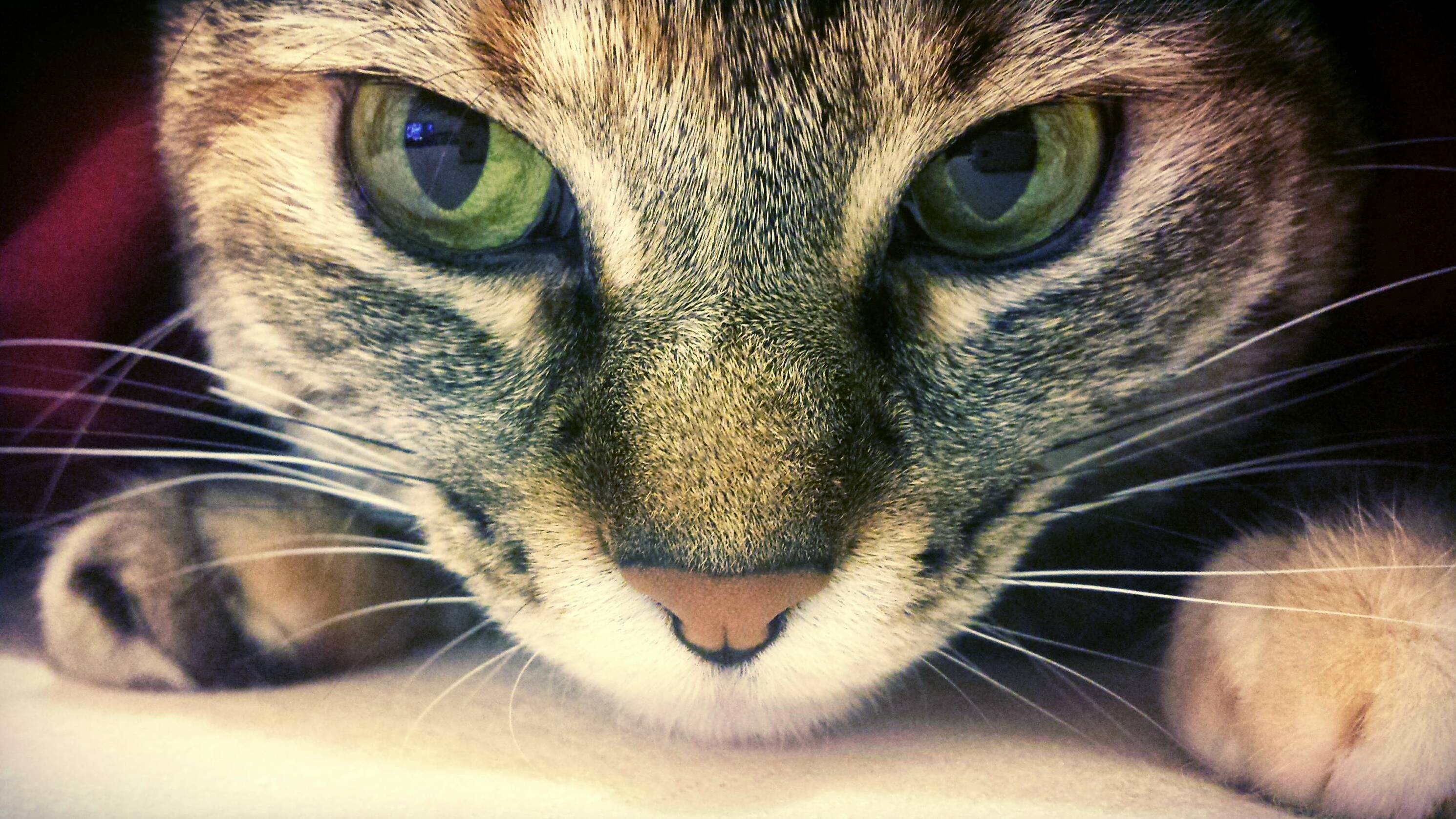 Beauty Shot of One of My Beauties
