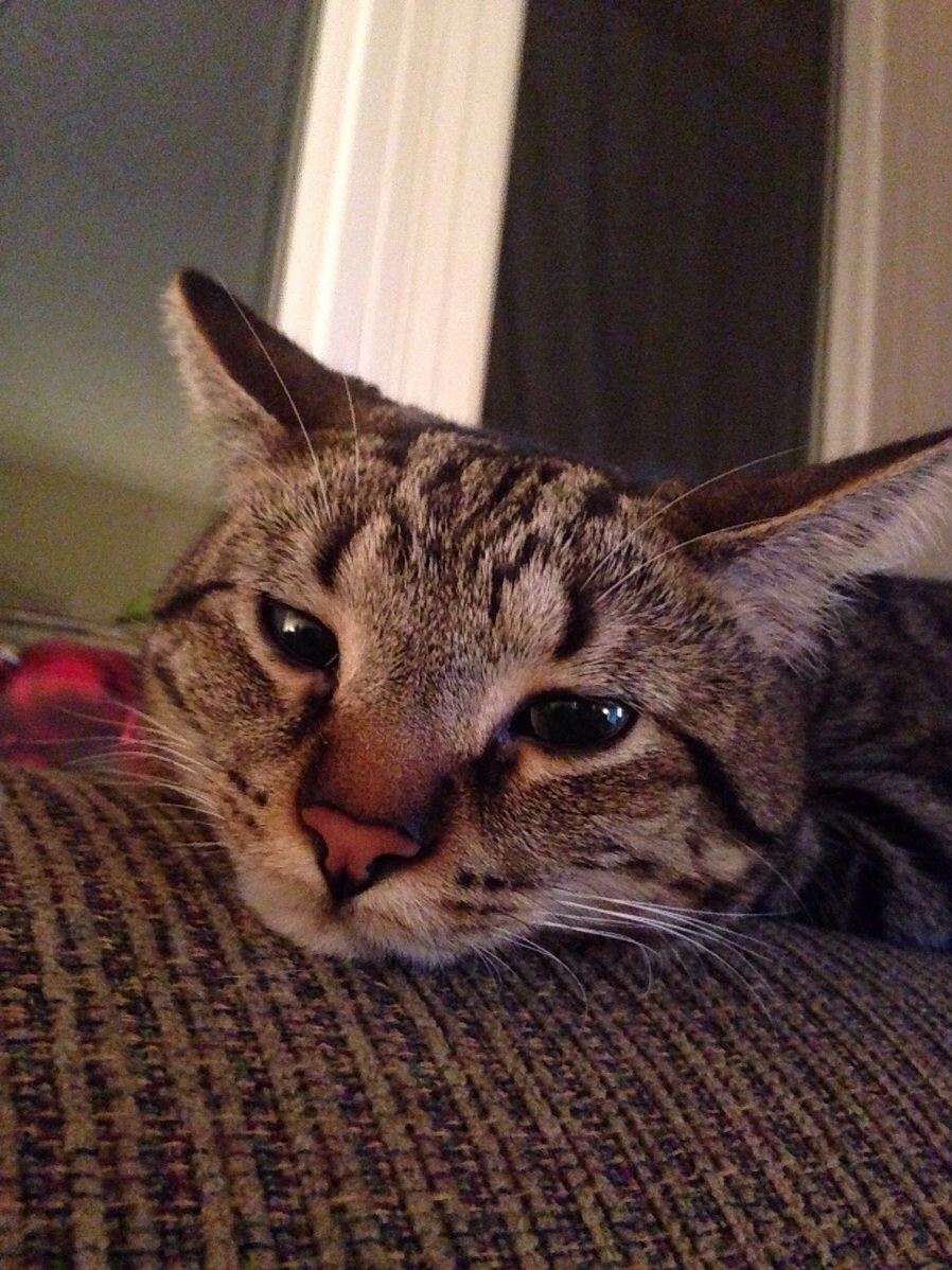 Bert Hanging Out with Me When I Cant Sleep