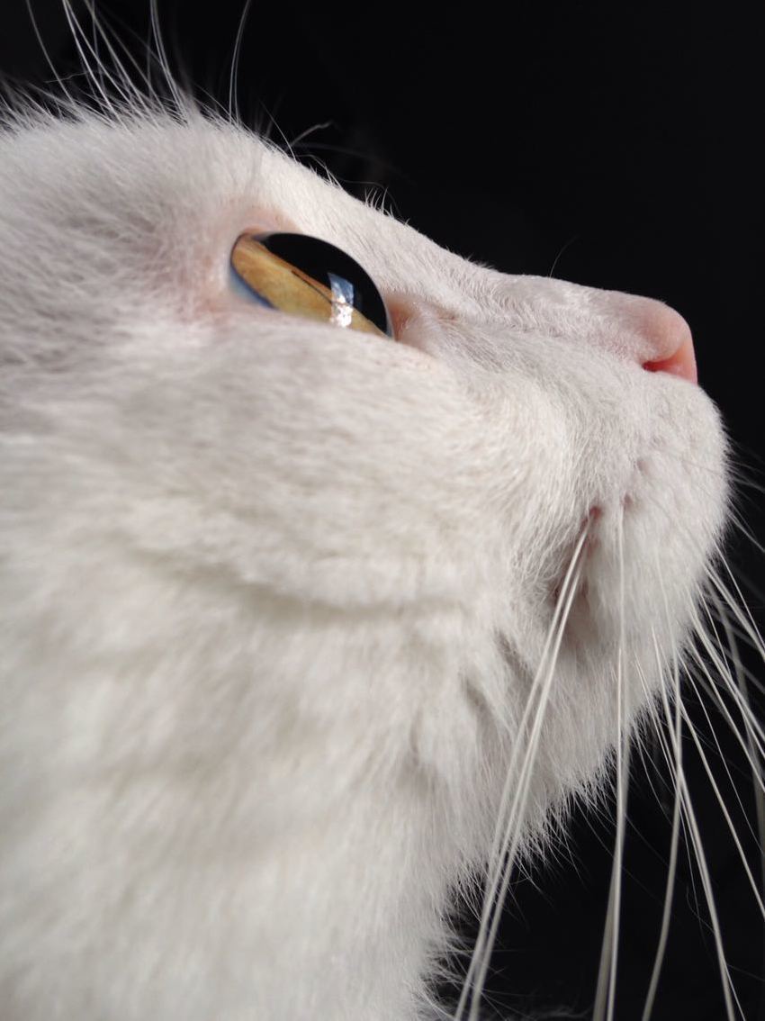 Best Picture I Ve Ever Taken of My Cat