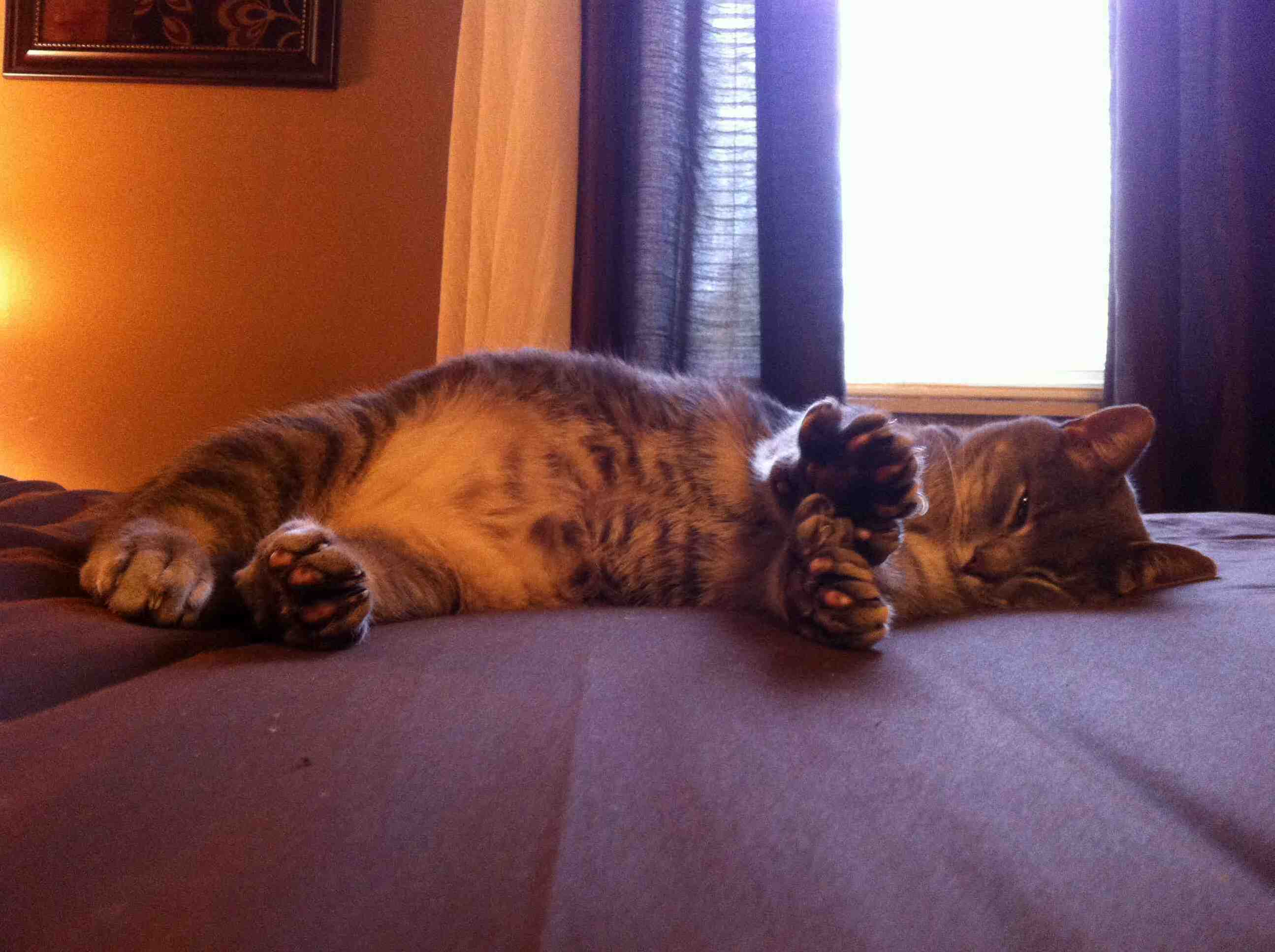 Big Paws and an Even Bigger Heart. We Took in This Polydactyl Stray and Named Him Ernest.