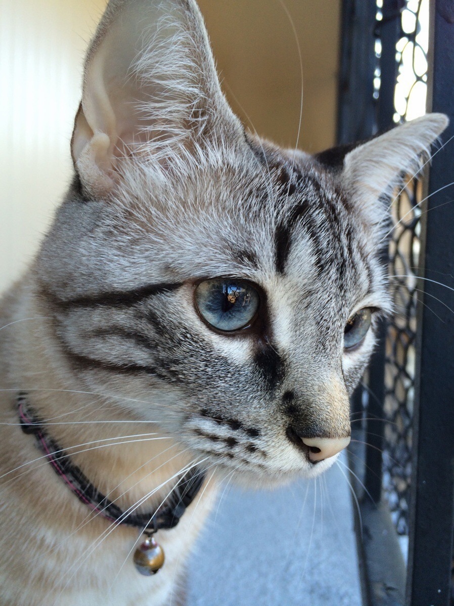 Birdwatching