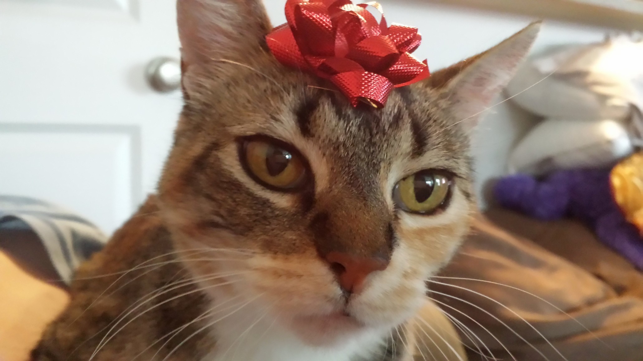 Birthday Kitty