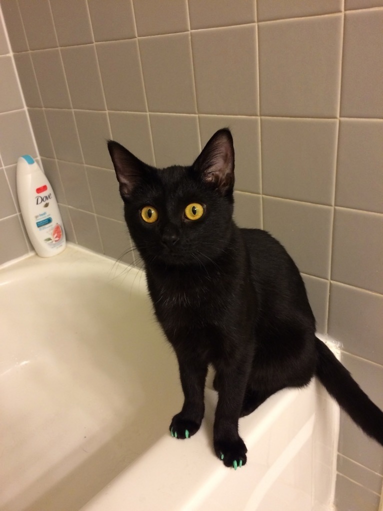 Black Cats Are Good Luck