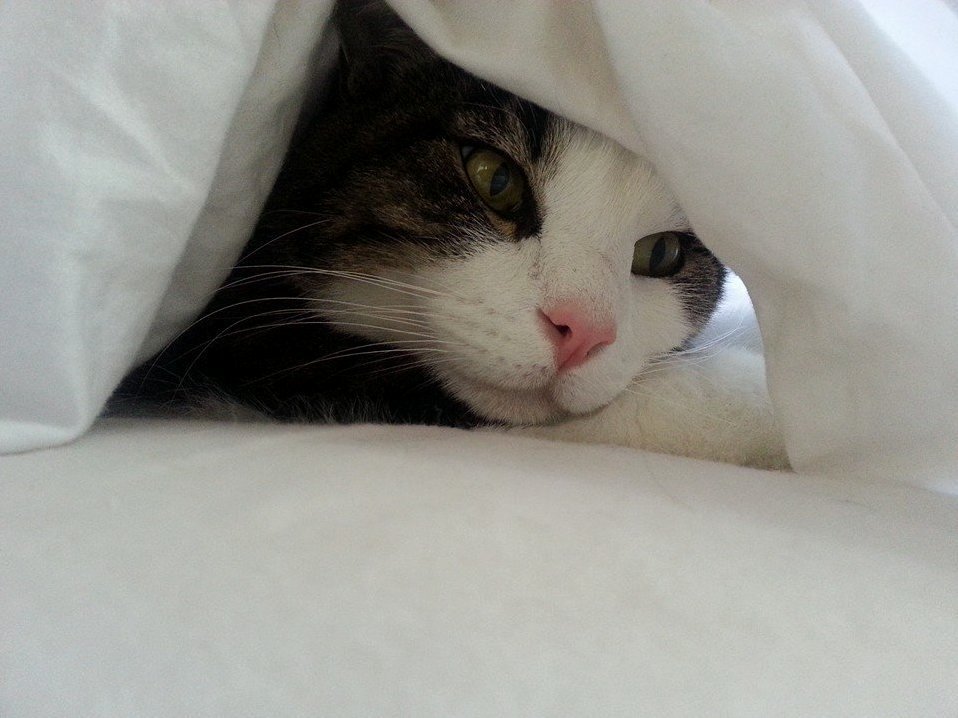 Blankets