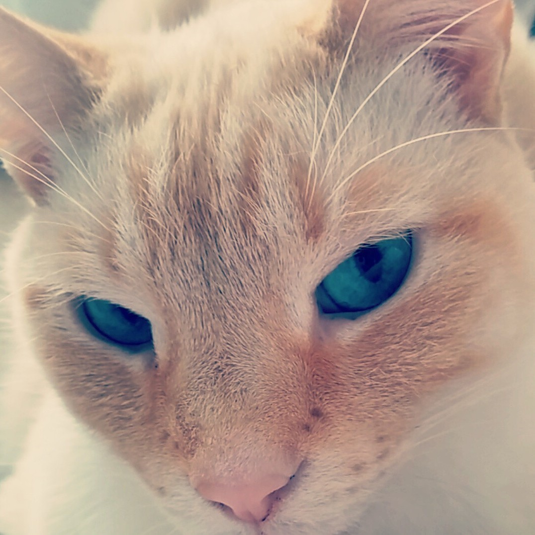 Blue Eyespink Nose