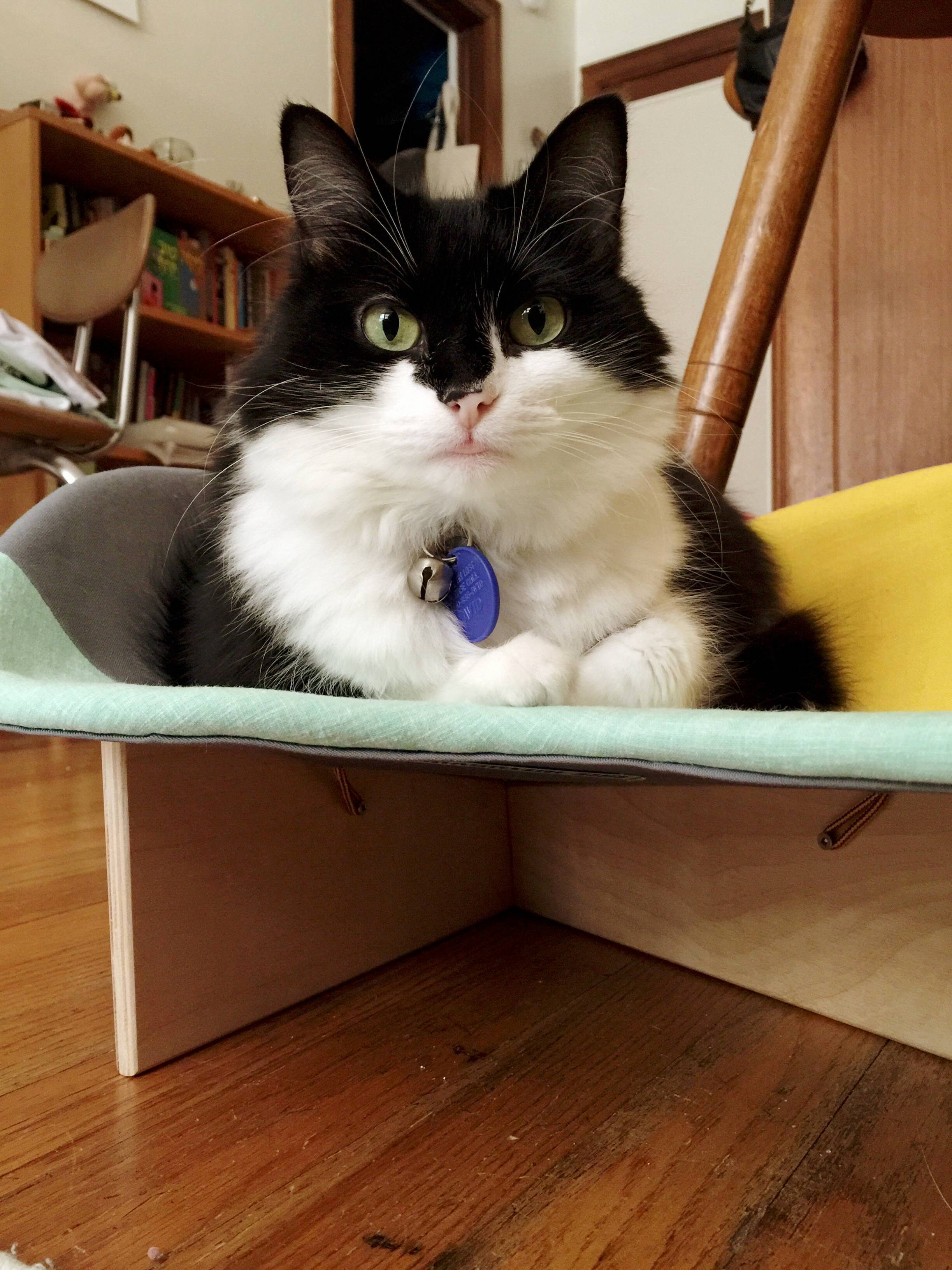 Bought My Kitty Bea a New Bed. This She Says This Is Mine.