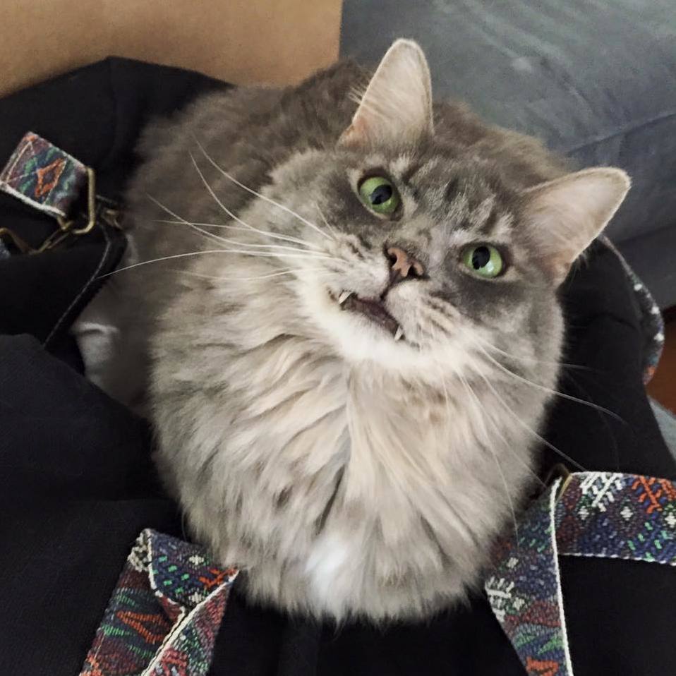 Bowser the Angry Loaf