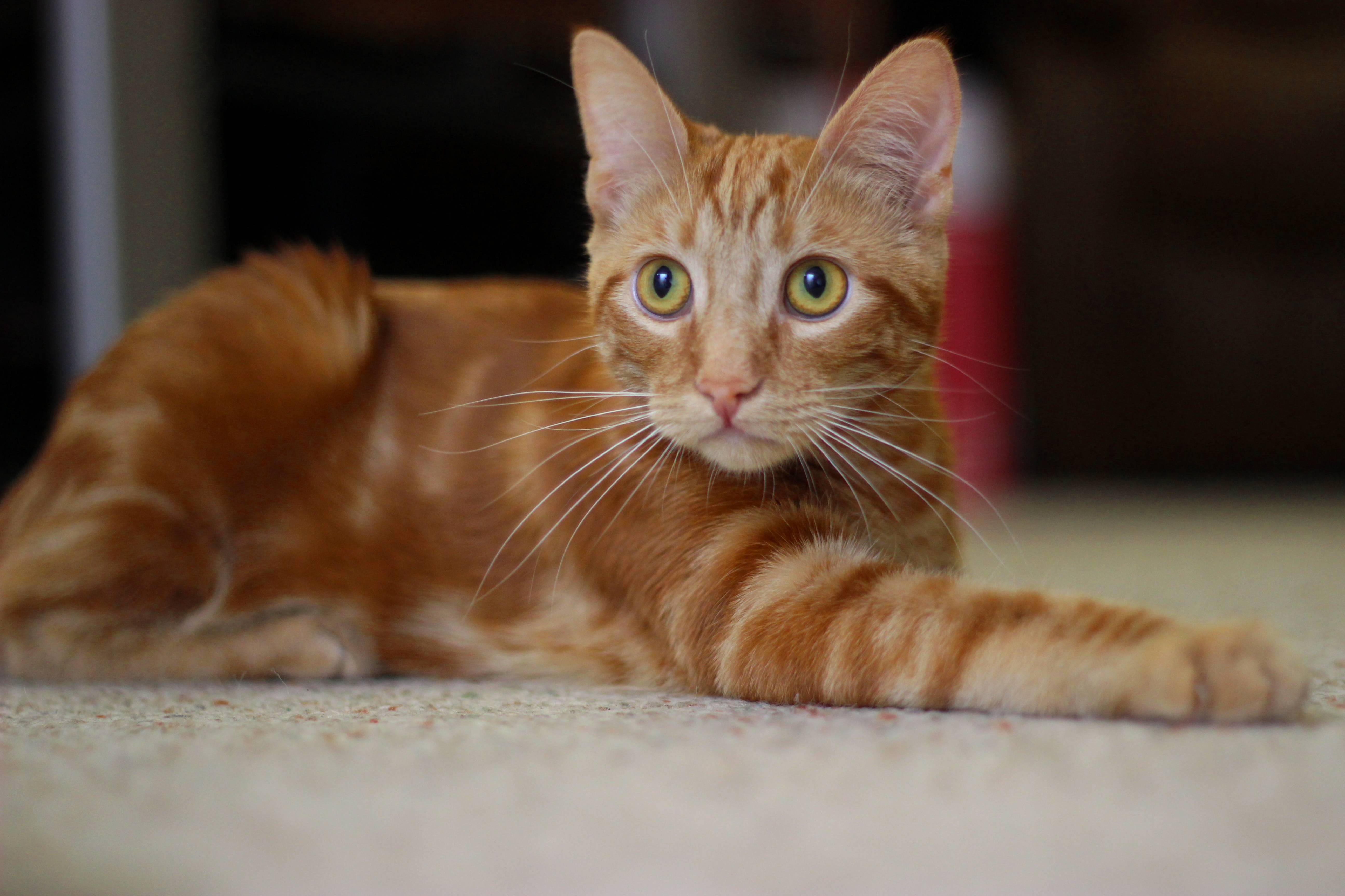 Boyfriend and I Adopted 6-month Old Cheeto