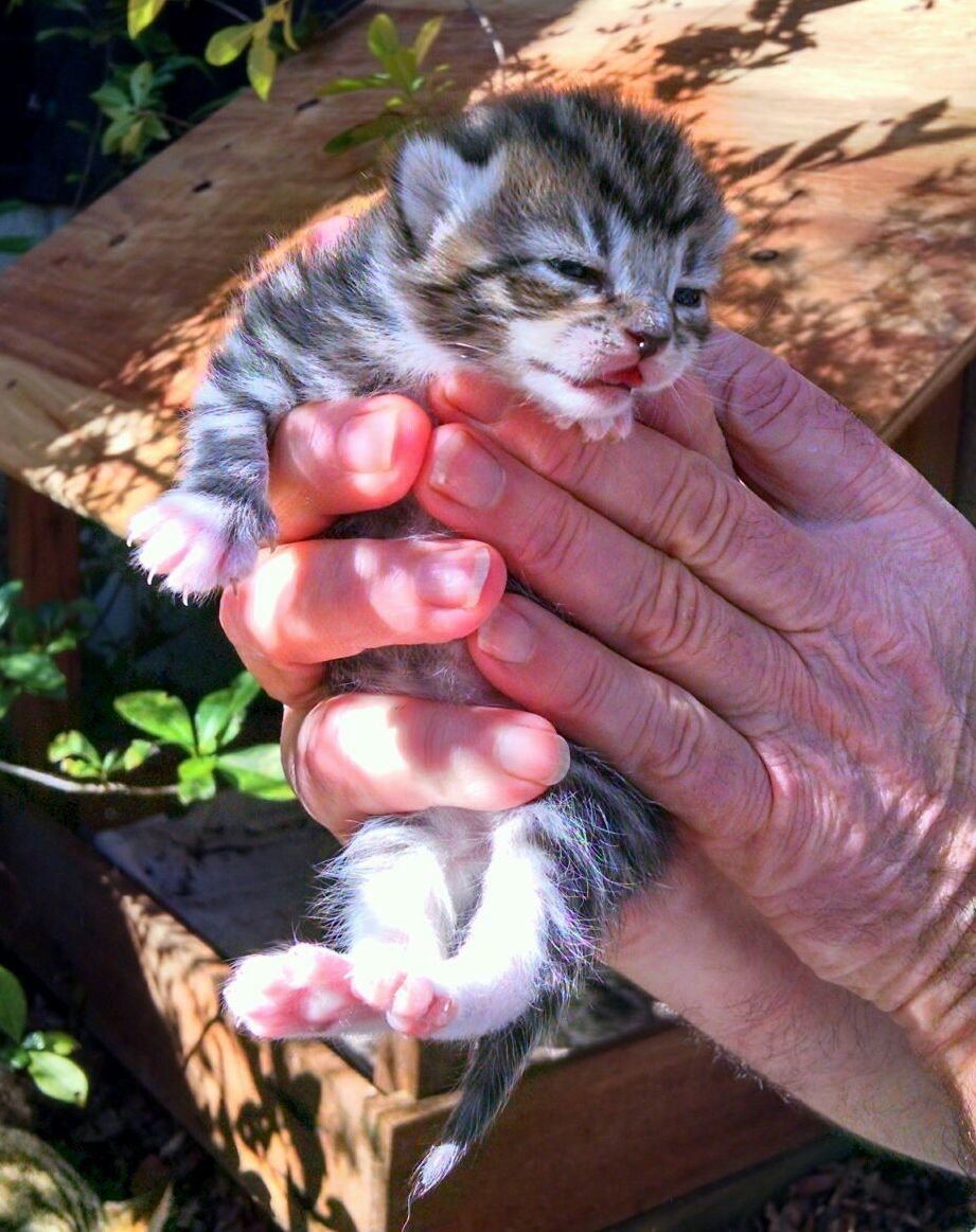 Brand New Cat