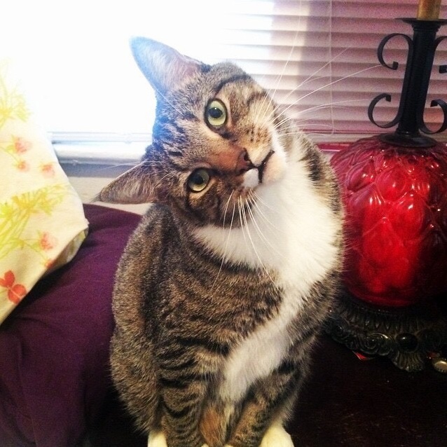 Bruce Is All About Whatever It Is You Have Going on but Hes Pretty Sure You Did It Wrong.