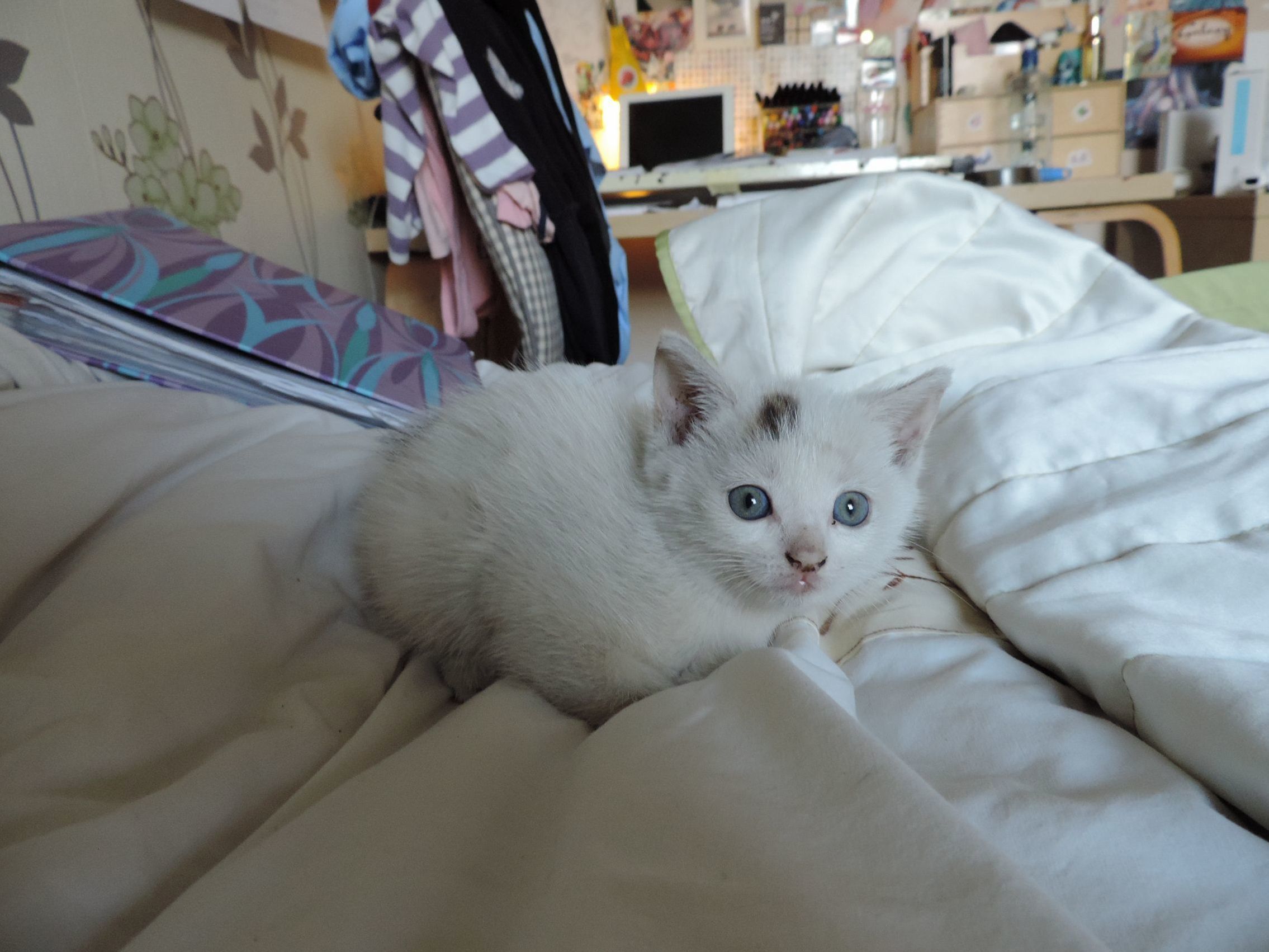 Can I Sleep in Your Bed