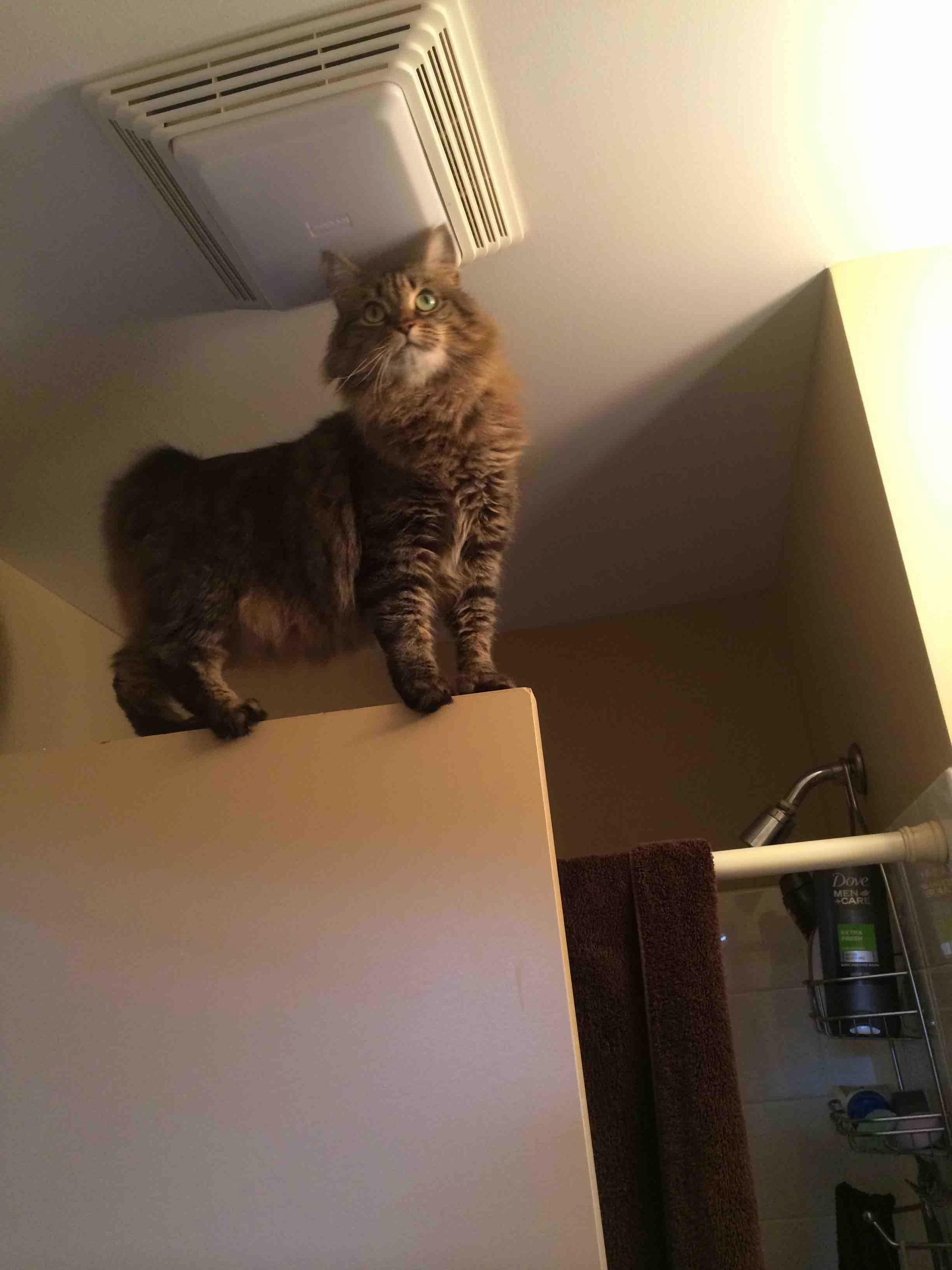 Can Someone Get Me Down