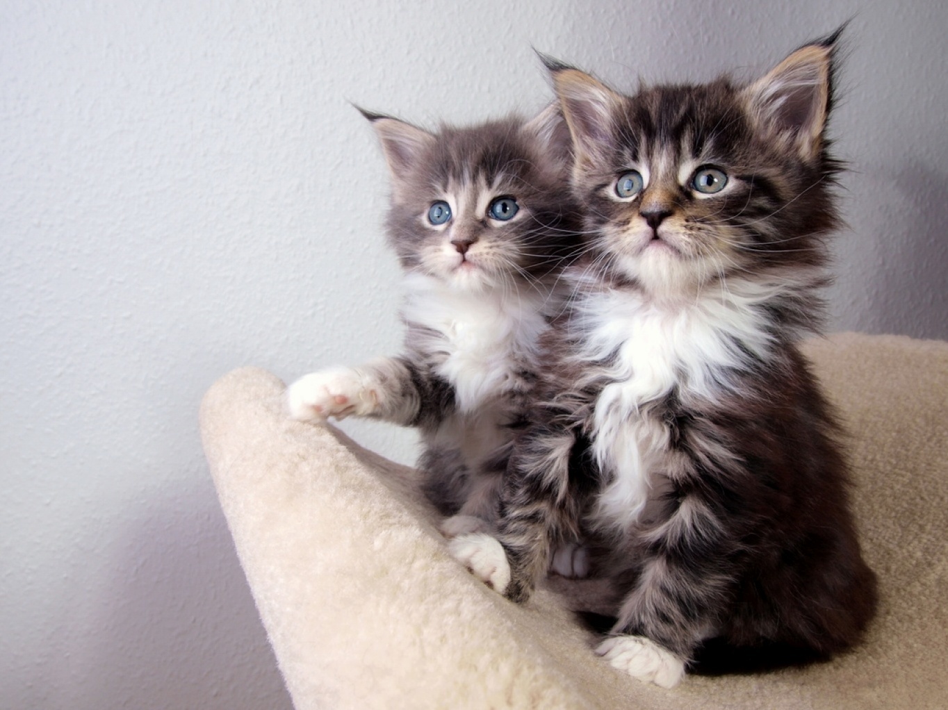 Can We Please Come in We Will Love You Forever.