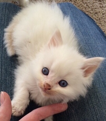 Casimir Albert Fluffington