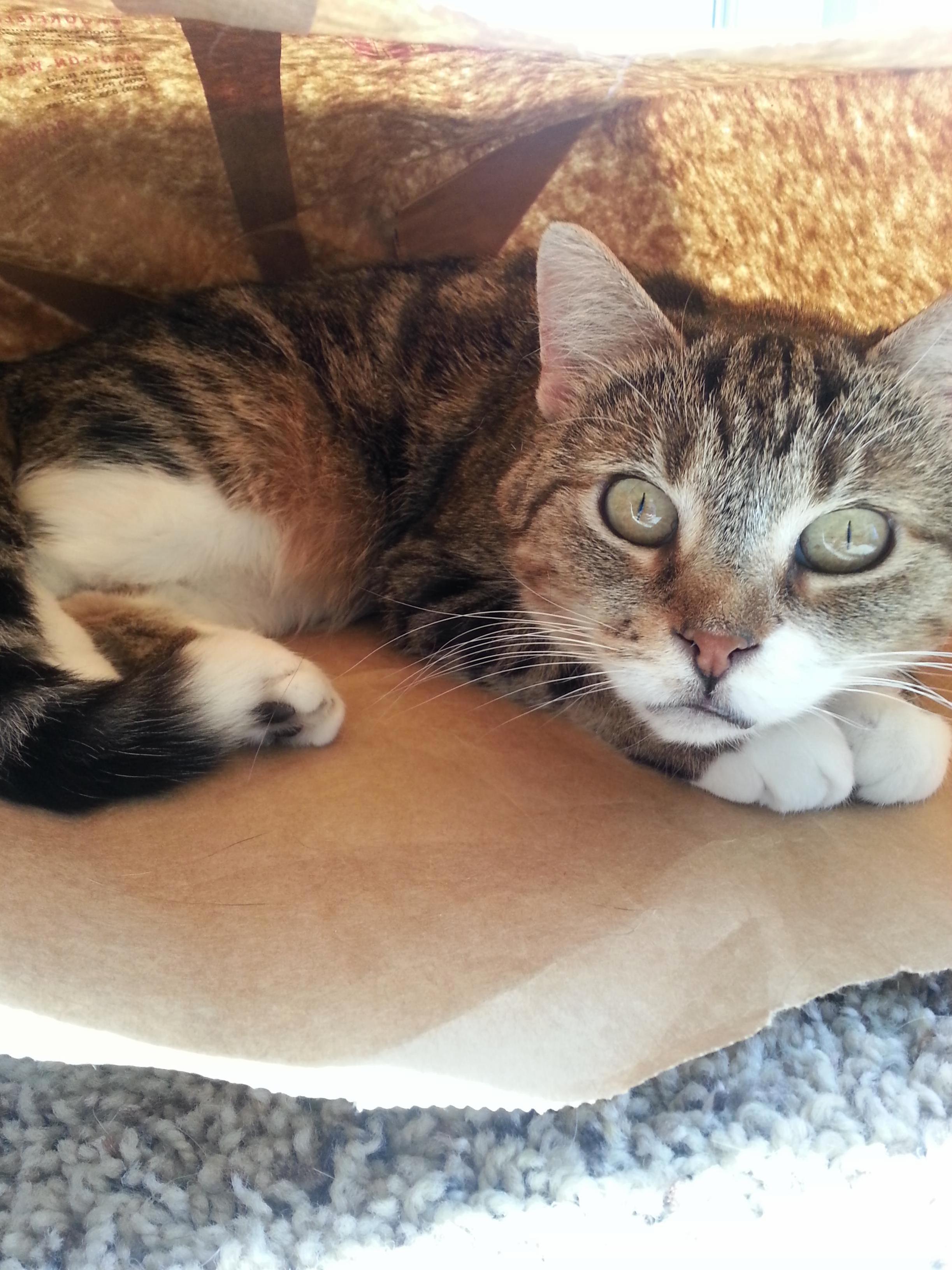 Cat in a Bag
