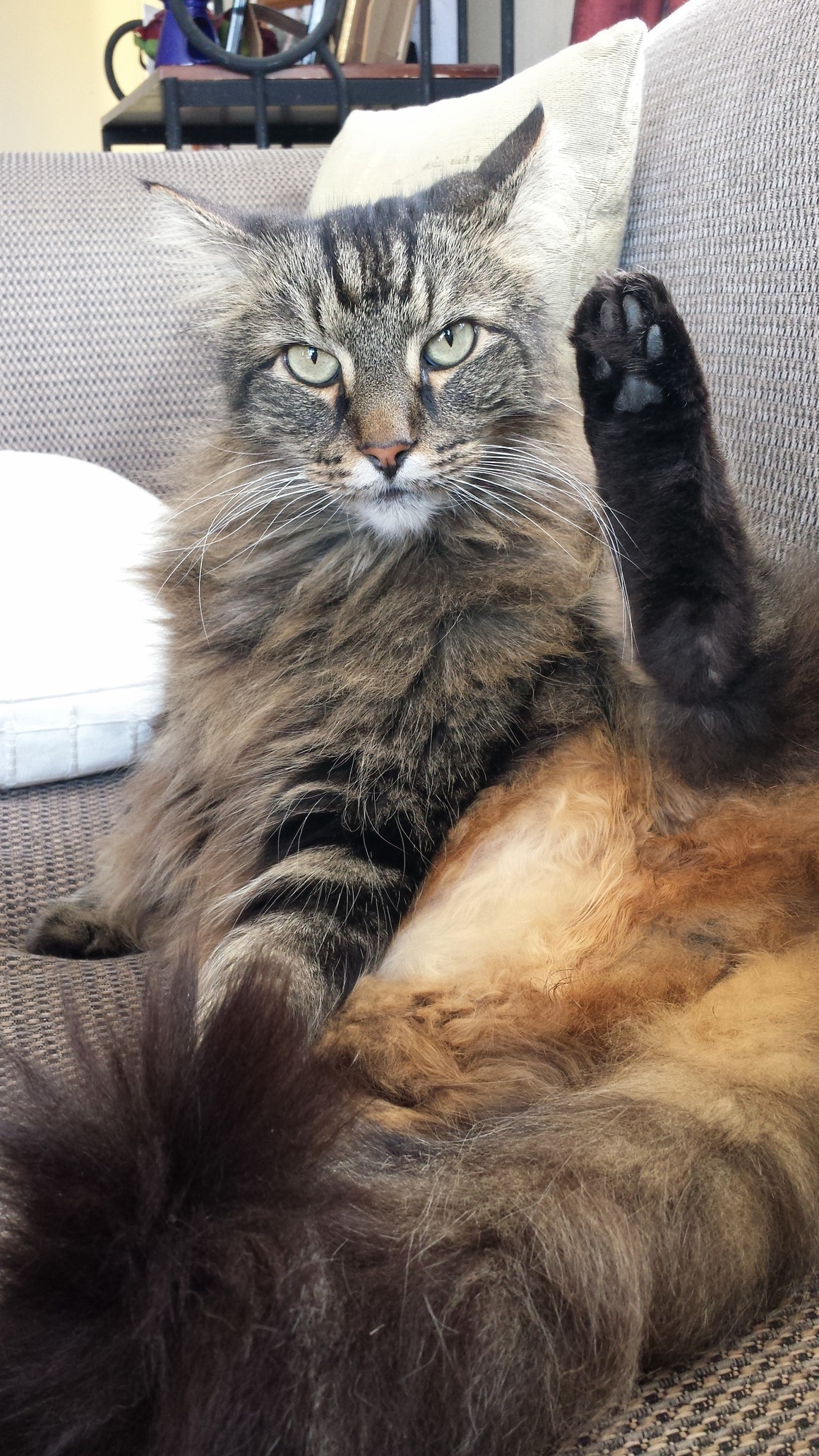 Cat Interrupted - My Favorite Fat-boy Zoor