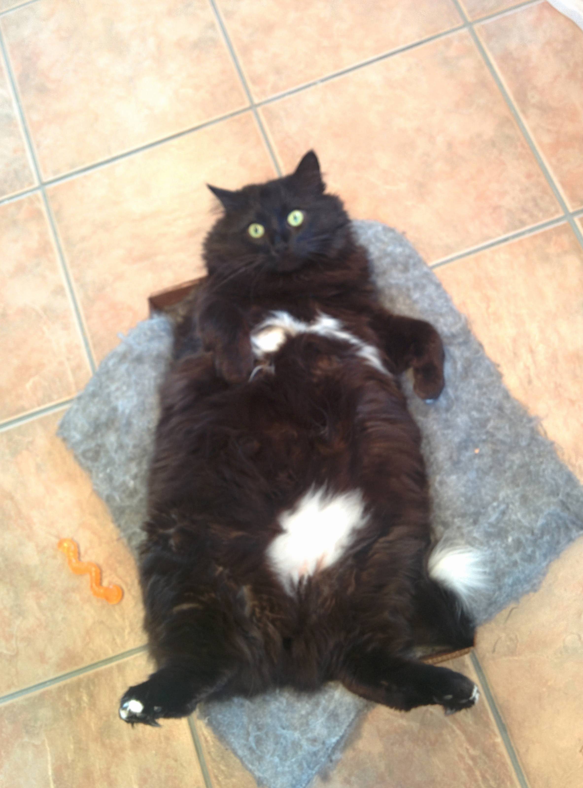 Cat Life