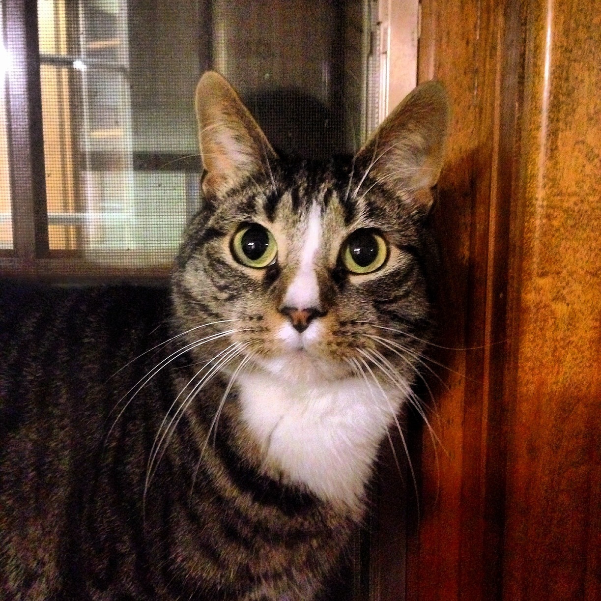 Cat Named Max