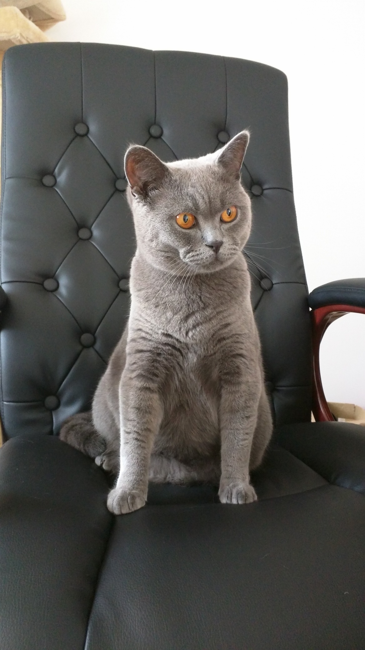 Cat Sitting for a Friend I Wish He Was Mine.