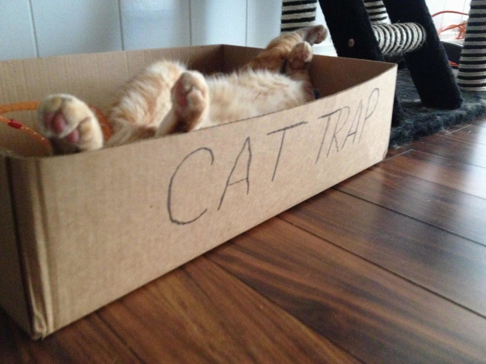 Cat Trap Full