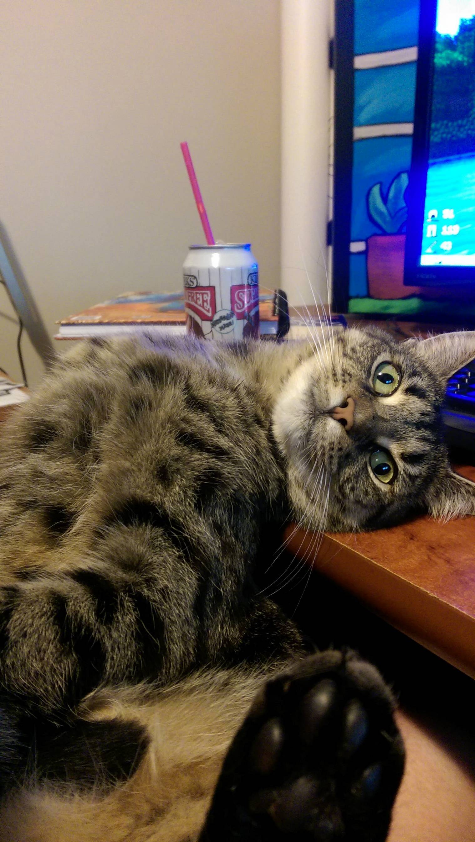 Cats Comfortable No Matter What.