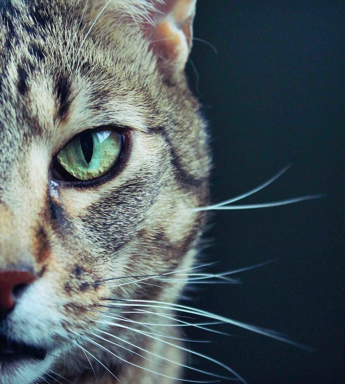 Cats Eye