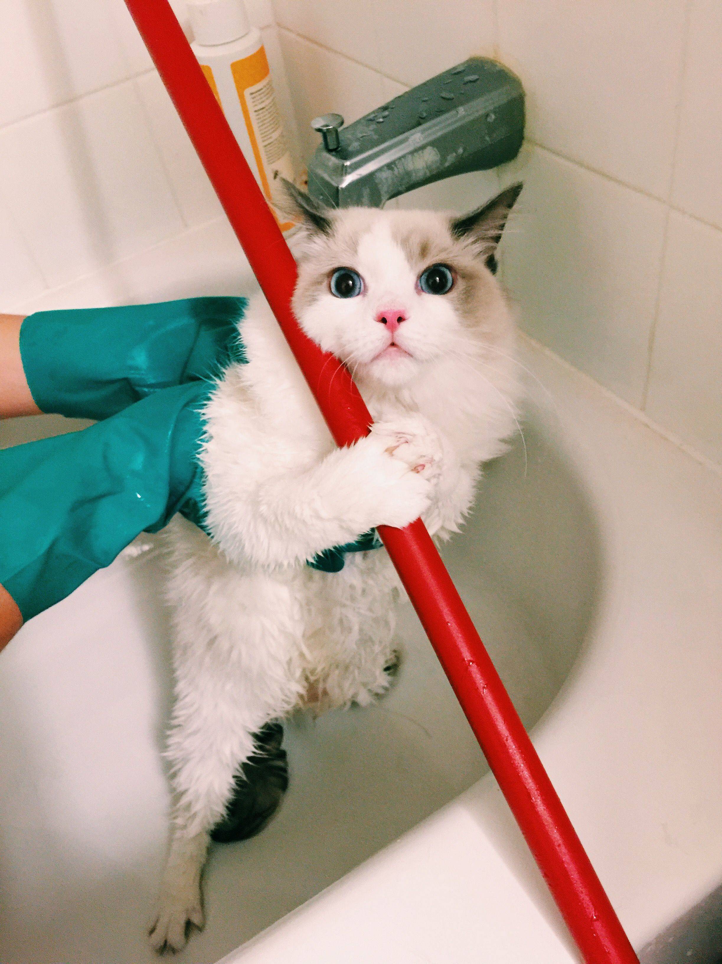Cats Face Before Bath