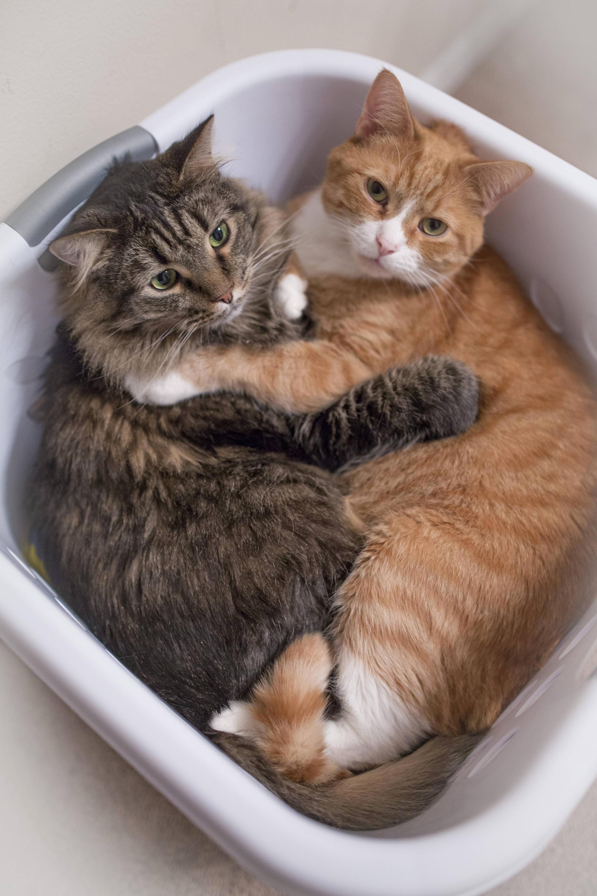 Caught the Cats Cuddling