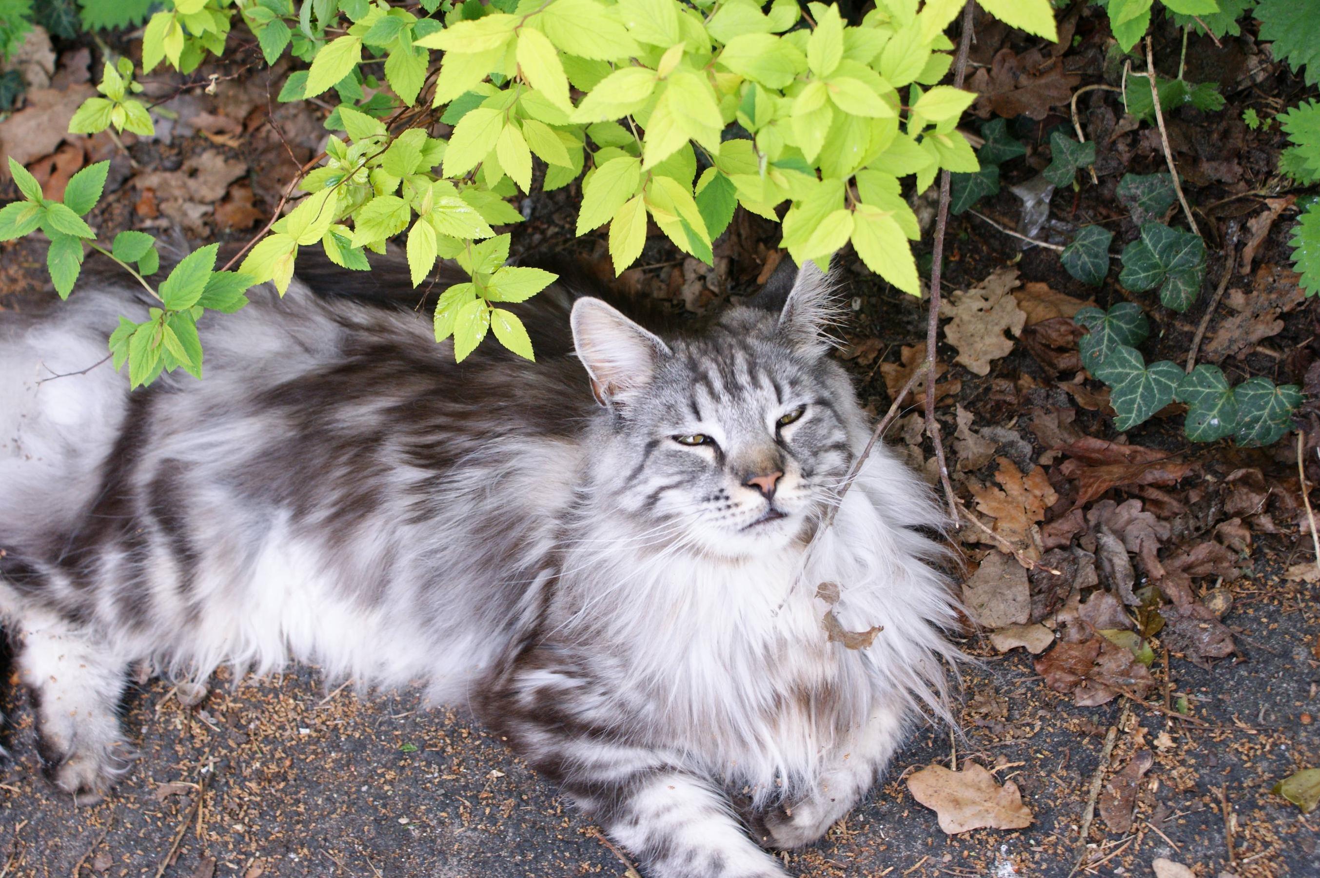 Chewie the Elegant and Regal Maine Coon